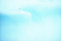 Antarktis, Weißer Pninguin auf weißem Eis